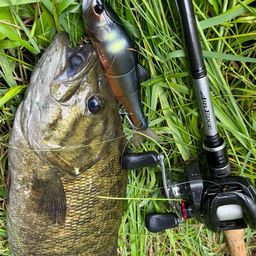 スモールマウスバス