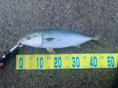 ハマチの釣果