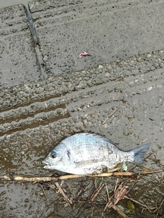 キビレの釣果