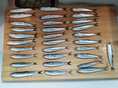 カタクチイワシの釣果