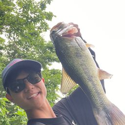 ラージマウスバス