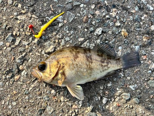 シロメバルの釣果