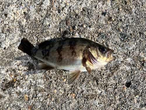 シロメバルの釣果
