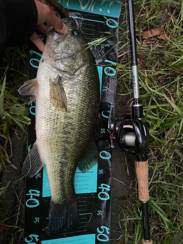 ラージマウスバス