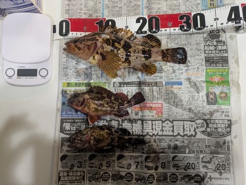 タケノコメバルの釣果