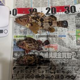 タケノコメバル