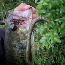 ラージマウスバス