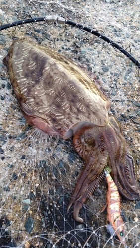 モンゴウイカの釣果