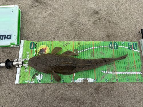 マゴチの釣果