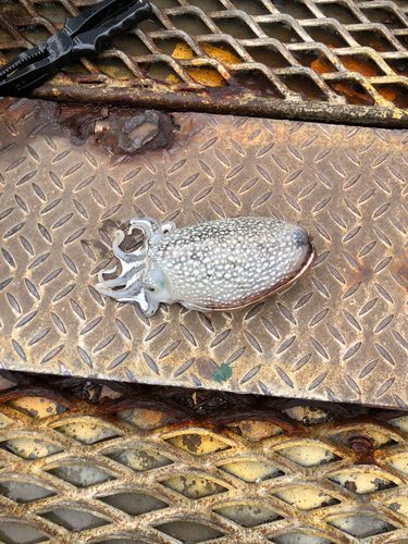 シリヤケイカの釣果