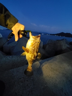 クエの釣果