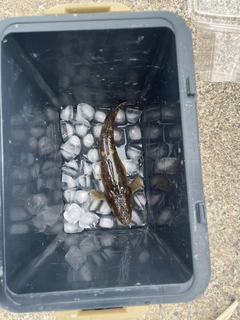 マゴチの釣果