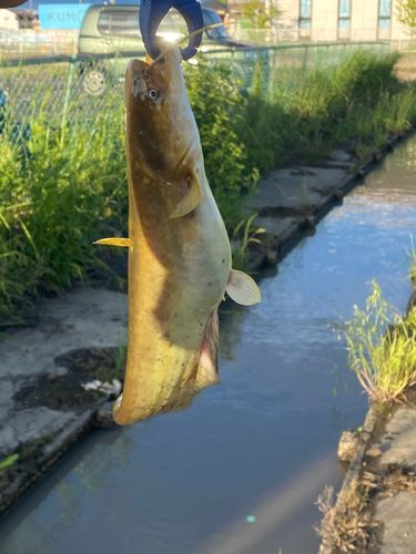 ナマズの釣果