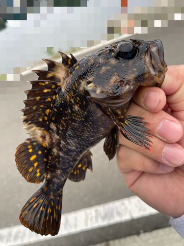 オウゴンムラソイ