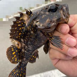 オウゴンムラソイ