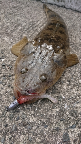 マゴチの釣果