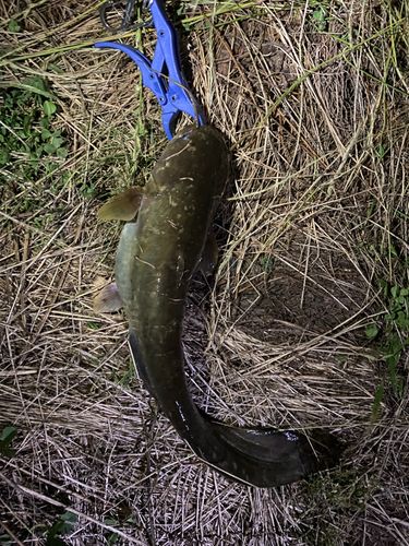 ナマズの釣果