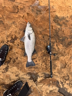 ヒラスズキの釣果