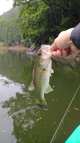ラージマウスバスの釣果