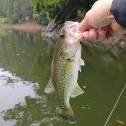 ラージマウスバス