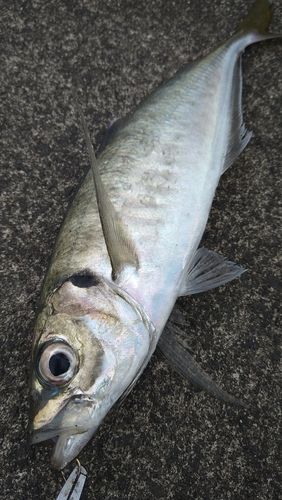 マアジの釣果