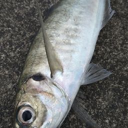 マアジ