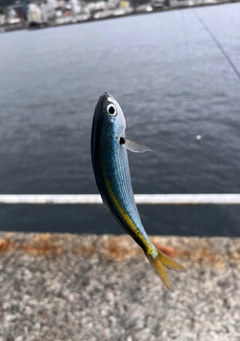 タカベの釣果