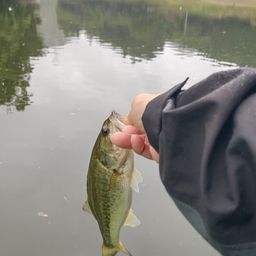 ラージマウスバス