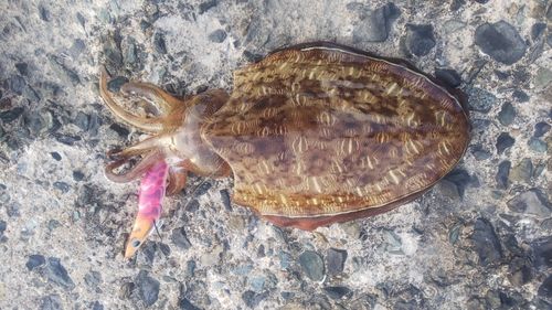 モンゴウイカの釣果