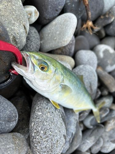 ワカシの釣果