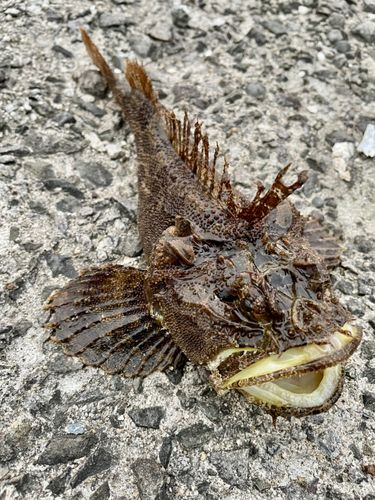 ケムシカジカの釣果