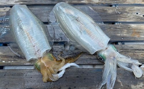アオリイカの釣果