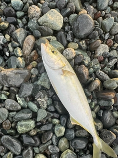 ワカシの釣果
