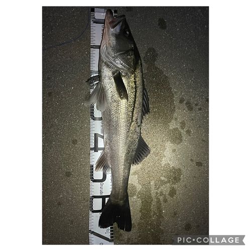 スズキの釣果
