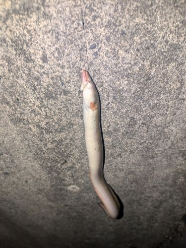 ウナギの釣果