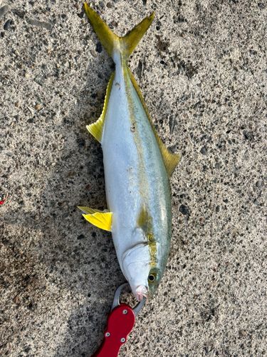 ヒラマサの釣果