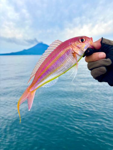 イトヨリダイの釣果