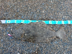 ヒラメの釣果