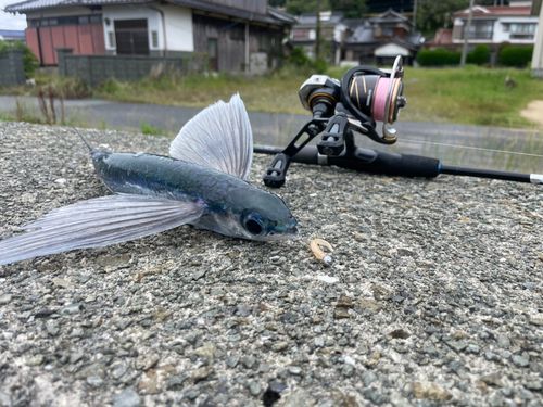 トビウオの釣果