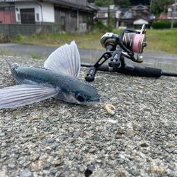 トビウオ