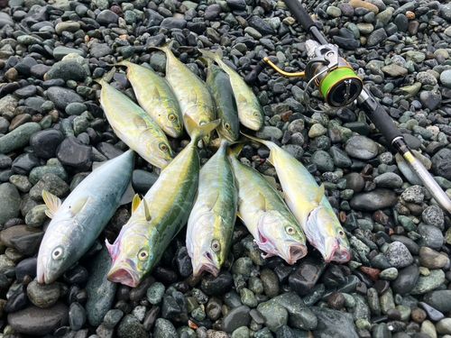 ワカシの釣果