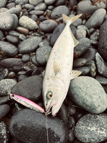 ワカシの釣果