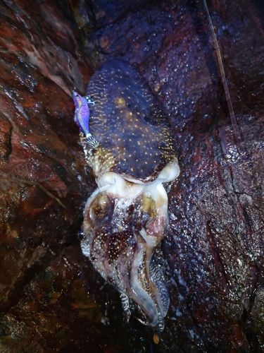 コウイカの釣果