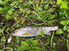 ヤマメの釣果