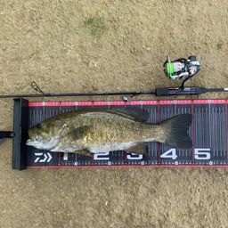 スモールマウスバス