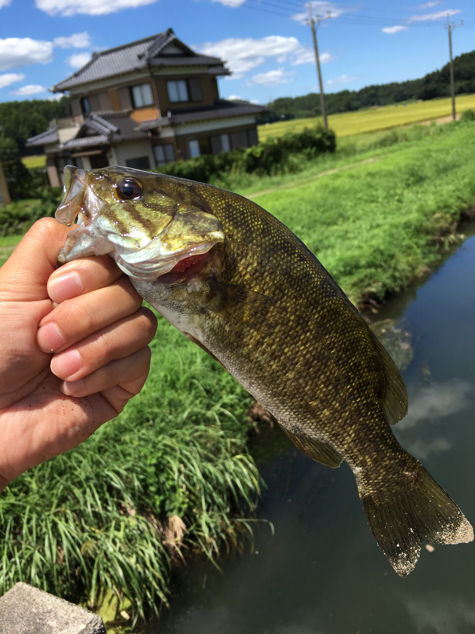 スモールマウスバス