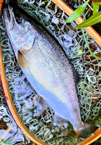 アマゴの釣果