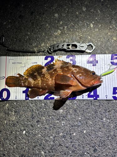 アコウの釣果