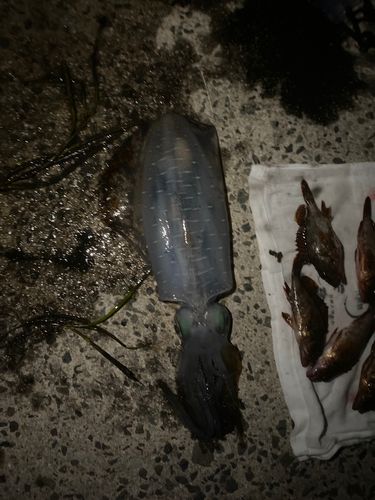 アオリイカの釣果