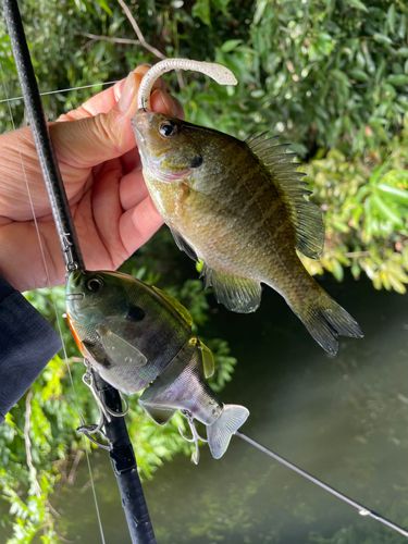 ブルーギルの釣果